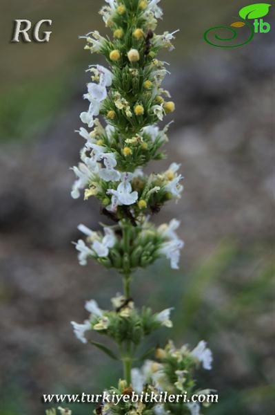 ssp albiflora-İspir-Erzurum