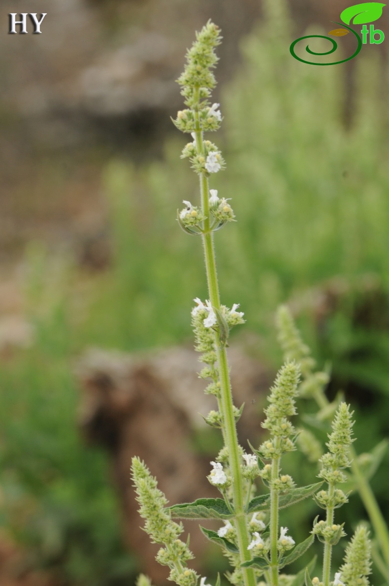subsp. albiflora- İzmir