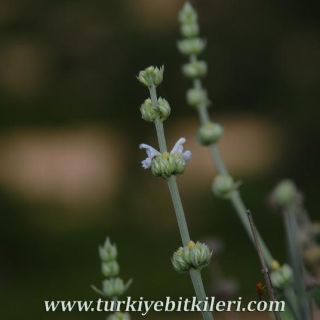 Korkuteli-Elmalı