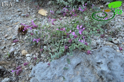 Amanoslar-Hatay