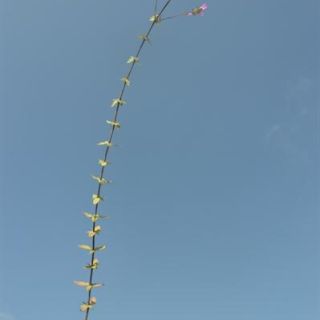 Samandağı-Hatay