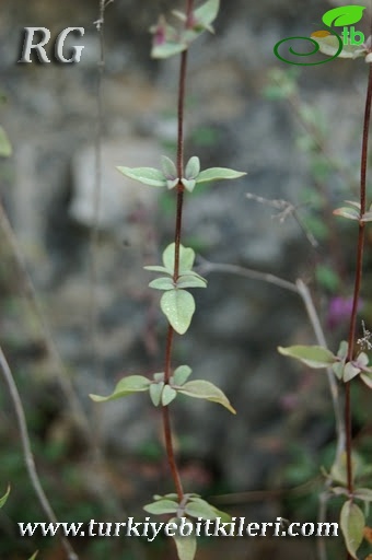 Samandağı-Hatay