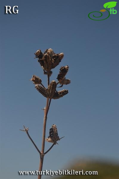 Samandağı-Hatay