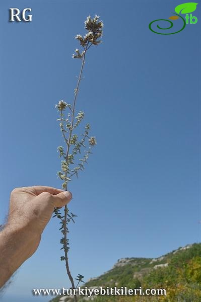 Samandağı-Hatay