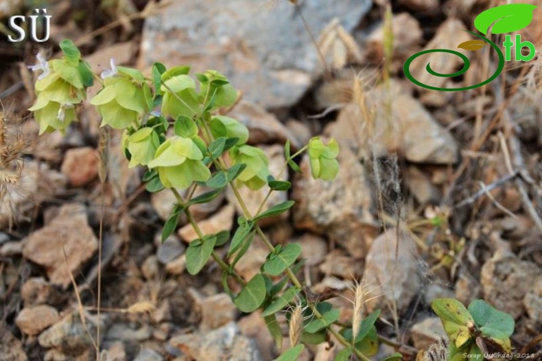 Tunceli