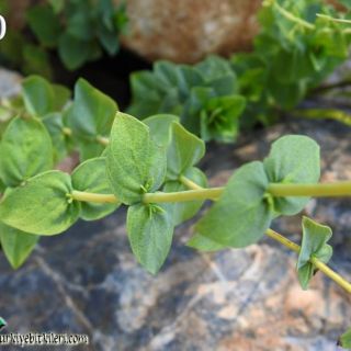 Gündoğmuş-Antalya