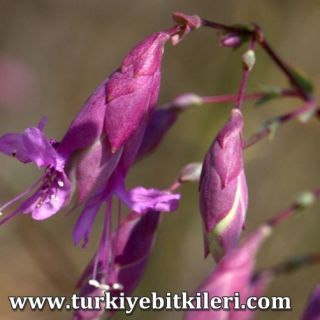 Muğla