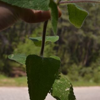 Marmaris-Muğla