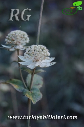 subsp. haradjianii-Abant-Bolu