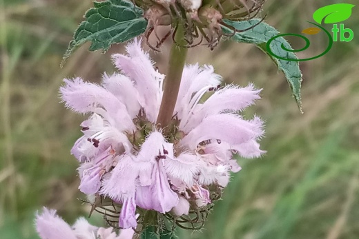 var. hirta-Edirne