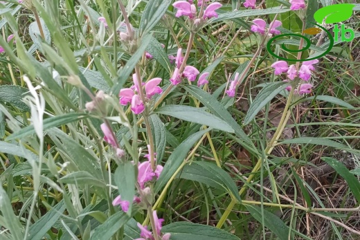 var. laxiflora-Edirne