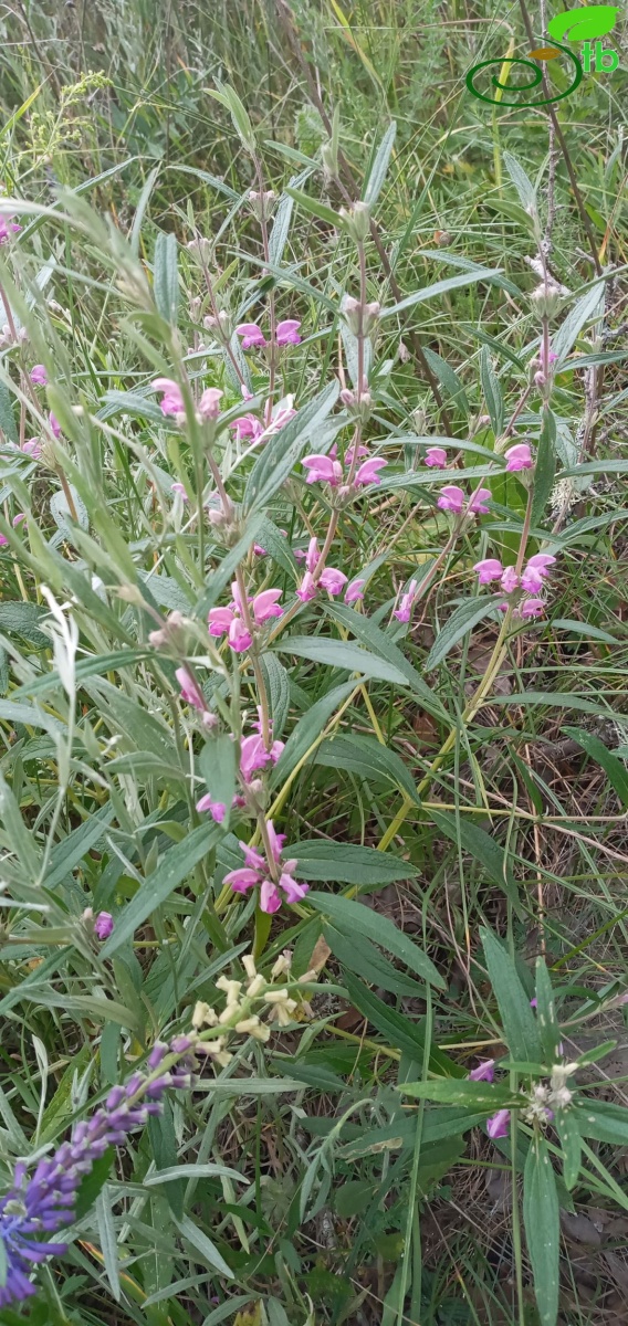 var. laxiflora-Edirne