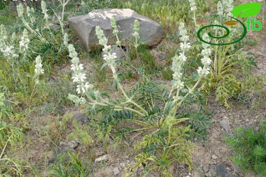 Ağrı-Adıyaman