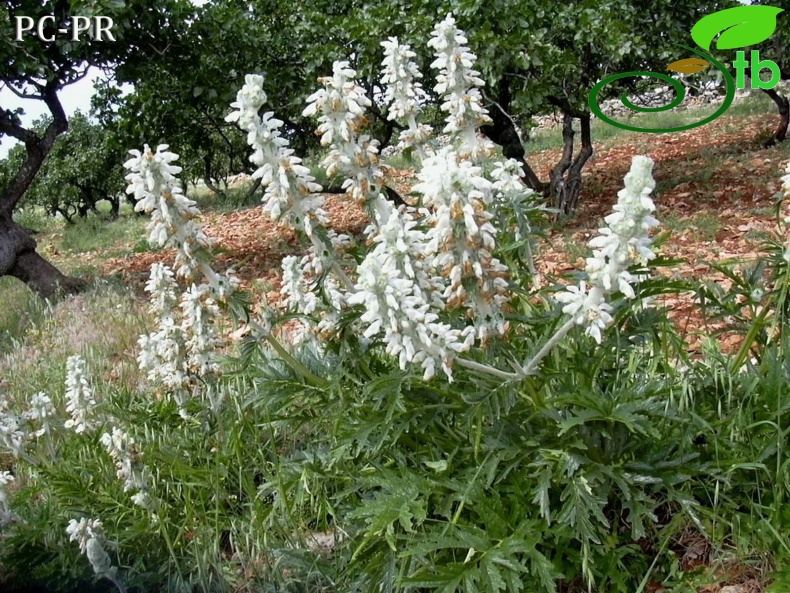 Ağrı-Adıyaman