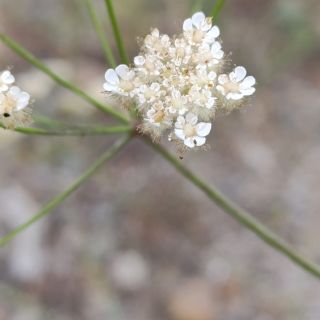 var eriophorus