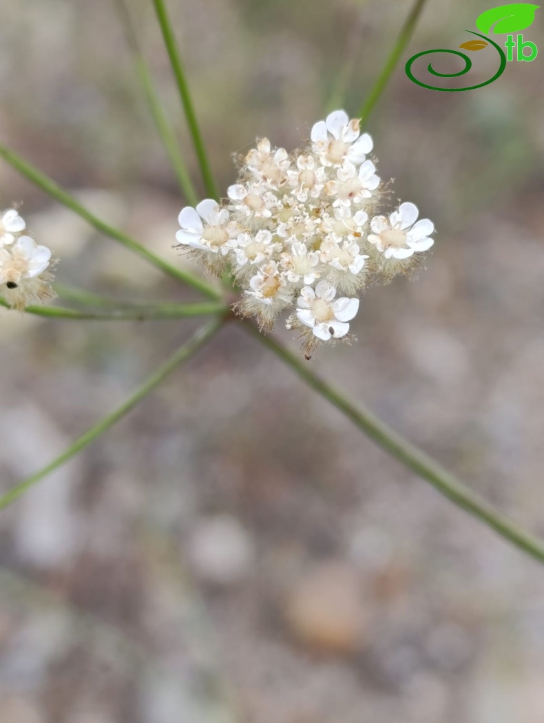 var eriophorus