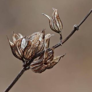 Amanos dağları-Osmaniye