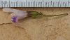 subsp. canescens- Silifke