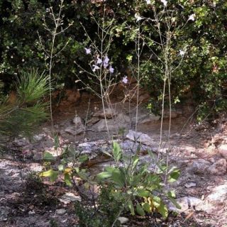 subsp. aucheri-Mersin