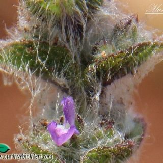 ssp brachyantha-Mardin