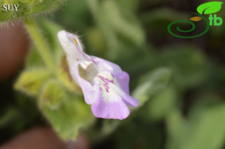 var bozkiriensis-Seydişehir