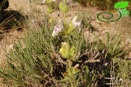 Karaman-Mut
