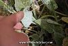 subsp. occidentalis-Dirmil-Fethiye