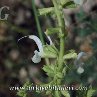 subsp. occidentalis-Elmalı-Kalkan
