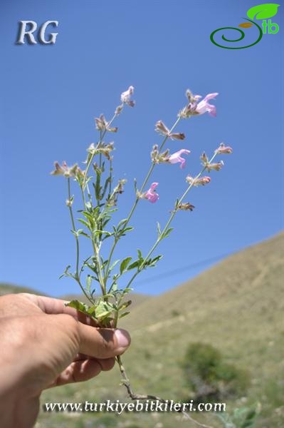 Oltu-Erzurum