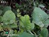 Amanos dağları-Hatay