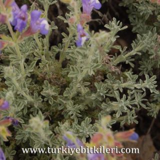 Korkuteli-Elmalı
