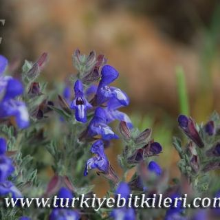 Korkuteli-Elmalı