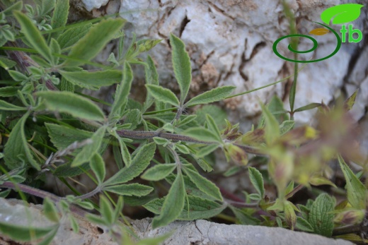 Boncuk dağları