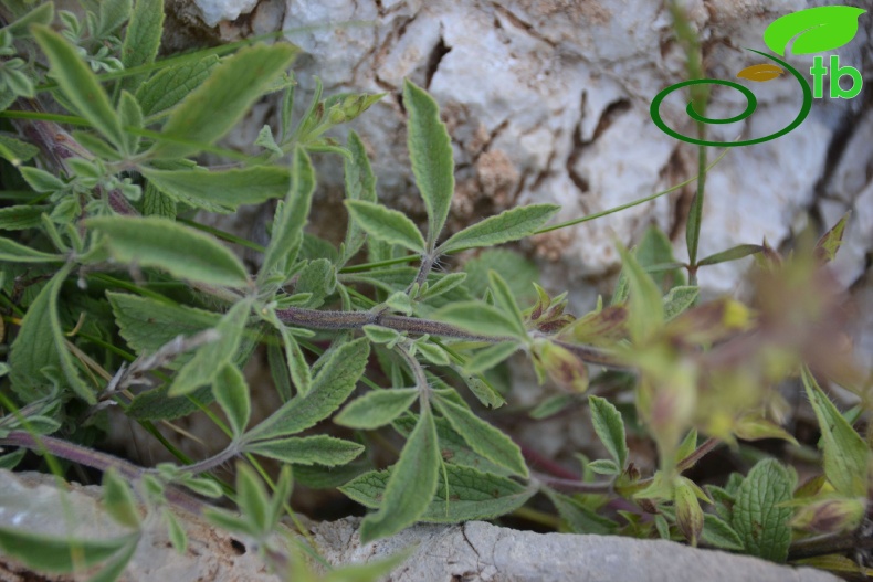 Boncuk dağları