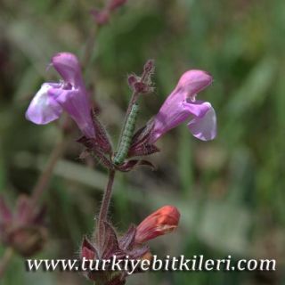 Siirt
