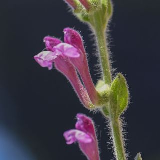 subsp brevibracteata-Muğla