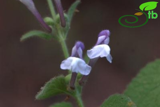 subsp. subvelutina-Anamur-Alanya