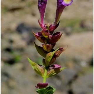 subsp. bornmuelleri - Hakkari