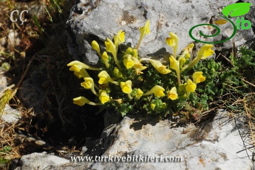 subsp. alpina var.alpina-İzmir