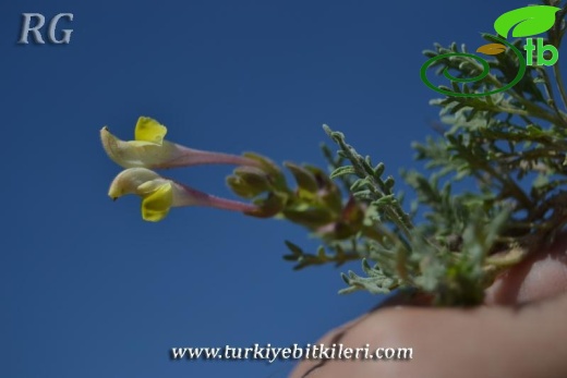 ssp pinnatifida-Polatlı-Ankara