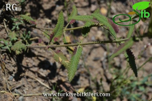 ssp santolinoides-Divriği-Sivas