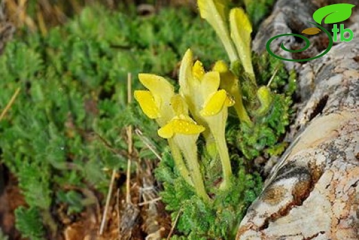 subsp. alpina var.alpina-İzmir