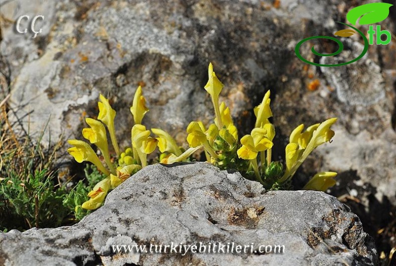 subsp. alpina var.alpina-İzmir