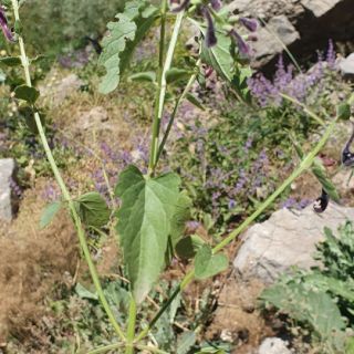 Hakkari