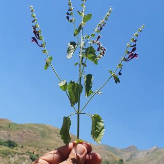 Hakkari