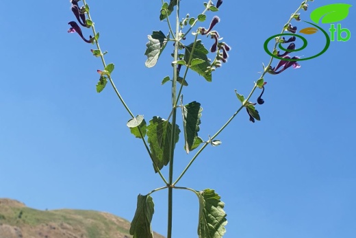 Hakkari