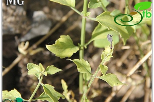 Şırnak