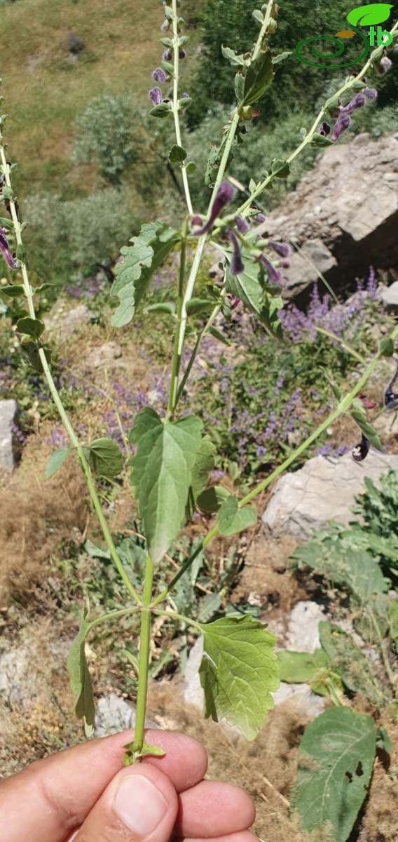Hakkari