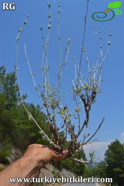 Ula-Muğla