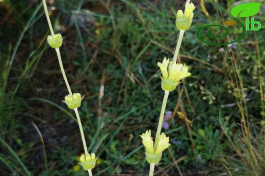 subsp. germanicopolitana-Eskişehir